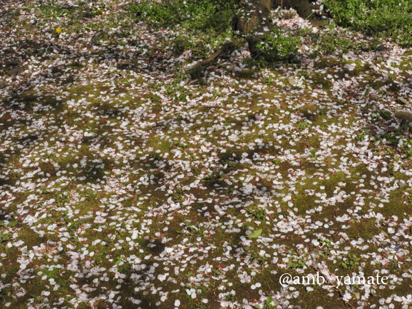 2017　桜　COOLPIX P610