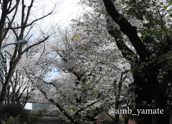 2017　桜　COOLPIX P610