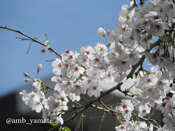 2017　桜　COOLPIX P610