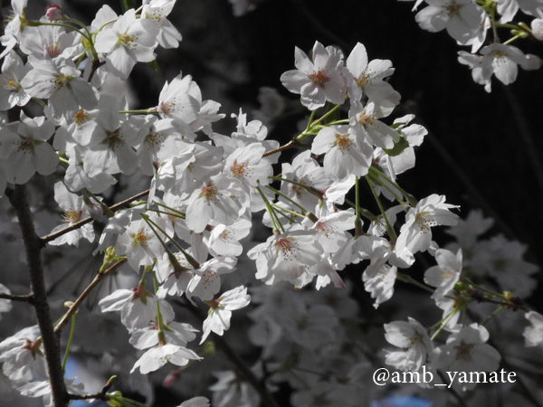 2017　桜　COOLPIX P610