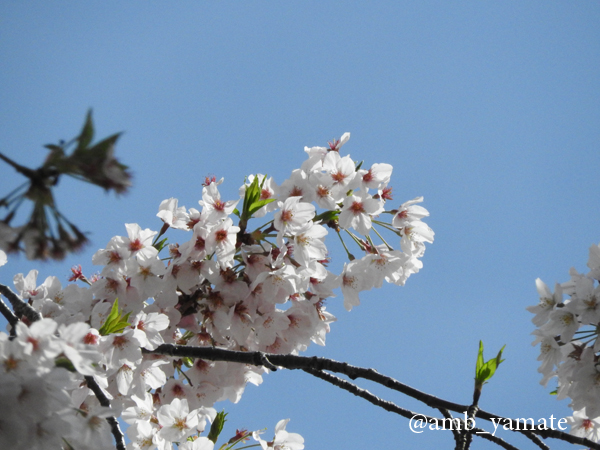 2017　桜　COOLPIX P610