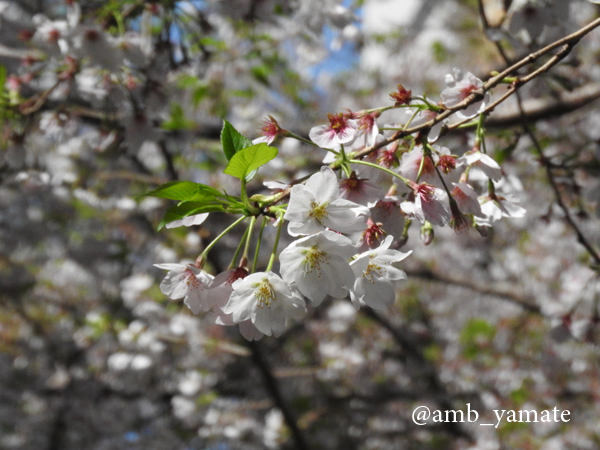 2017　桜　COOLPIX P610