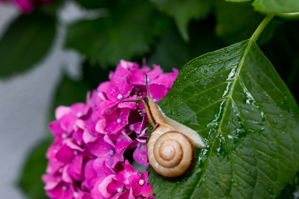 紫陽花梅雨