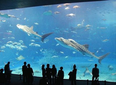 写真年賀状　沖縄美ら海水族館