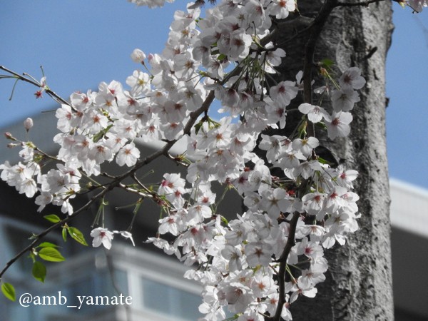 2017　桜　COOLPIX P610